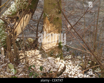 Baum von einem Biber nagen / Baum von Einem Biber Abgenagt Stockfoto