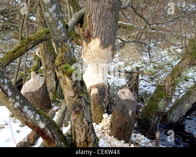 Bäume aus einem Biber nagen / Bäume von Einem Biber Abgenagt Stockfoto