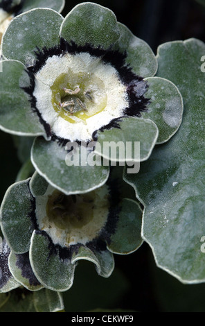 Eine Nahaufnahme von einem Auricula "Maismehl", mit weiß, blau und blasse grüne Blumen Stockfoto