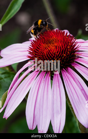 Rosa Echinacea Blume mit Biene und pollen Stockfoto