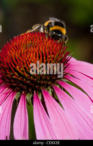 Rosa Echinacea Blume mit Biene und pollen Stockfoto