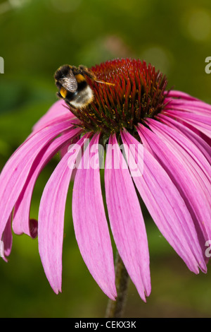 Rosa Echinacea Blume mit Biene und pollen Stockfoto