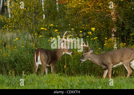 White-tailed Dollar im Herbst Stockfoto