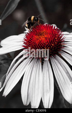 Rosa Echinacea Blume mit Biene und pollen Stockfoto