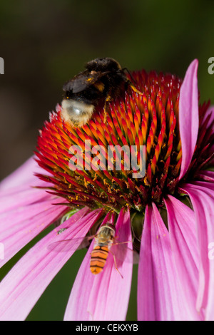 Rosa Echinacea Blume mit Biene und pollen Stockfoto