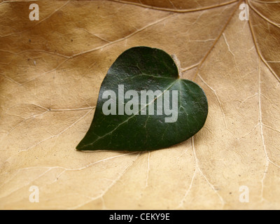 Ivyleaf in Herzform auf einem Blatt / Herzförmiges Efeublatt Auf Einem Blatt Stockfoto