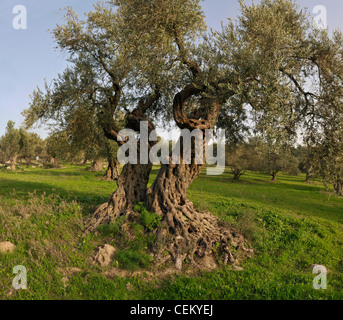 Hain der uralten Olivenbäume in Judäa Hills, Israel Stockfoto