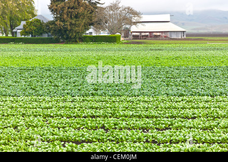 Reihen von Jungen Bok Choy Gemüseanbau Row Crop. Stockfoto