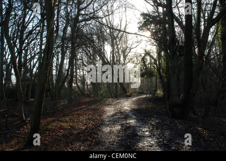 Ein Wald zu verfolgen, im Naturschutzgebiet Chinnor, Oxfordshire Stockfoto