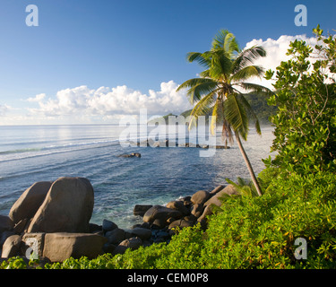 GAP Lascars, Mahé, Seychellen. Blick über Anse Forbans, Palm-Baum im Vordergrund. Stockfoto
