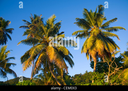 Anse Volbert, Praslin, Seychellen. Von der Morgensonne beleuchtet hoch aufragenden Kokospalmen (Cocos Nucifera). Stockfoto