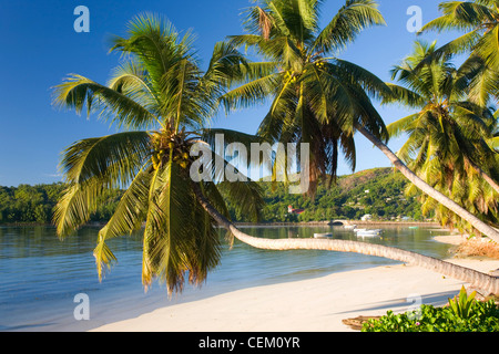 Baie Sainte Anne, Praslin, Seychellen. Palmen-überhängenden tropischen Strand. Stockfoto