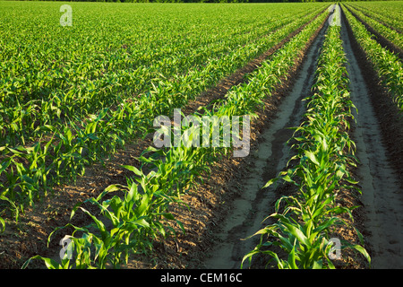 Landwirtschaft - Pflanzen Mitte Wachstum Getreide Kornfeld Quaste Zeitpunkt 10 Blatt Pre / in der Nähe von England, Arkansas, USA. Stockfoto