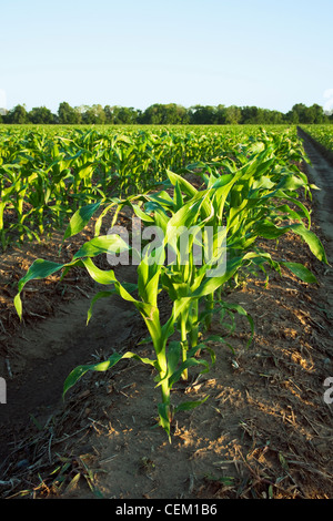 Landwirtschaft - Pflanzen Mitte Wachstum Getreide Kornfeld Quaste Zeitpunkt 10 Blatt Pre / in der Nähe von England, Arkansas, USA. Stockfoto