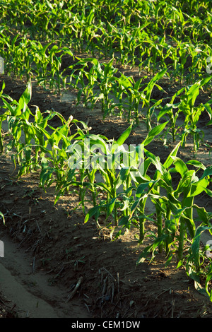 Landwirtschaft - Reihen von Mitte Wachstum Getreide Mais Pflanzen Quaste Zeitpunkt 10 Blatt Pre / in der Nähe von England, Arkansas, USA. Stockfoto