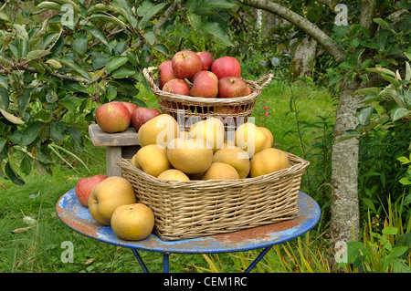 Ernte der Äpfel: Melrose und Reinete Grise du Canada (Suzanne's Garden, Le Pas, Mayenne, Pays de la Loire, Frankreich). Stockfoto