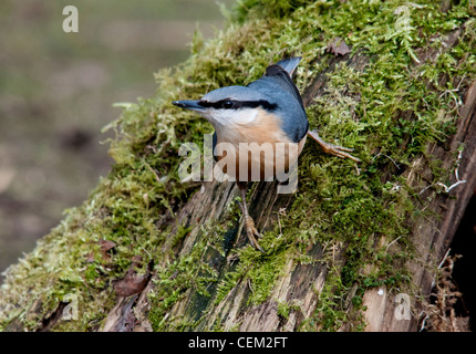 Kleiber auf Moos bedeckten Baumstamm Stockfoto