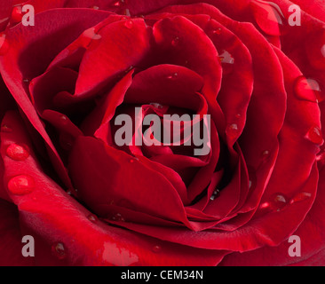 Einzelne rote Rose mit Regentropfen nass Stockfoto