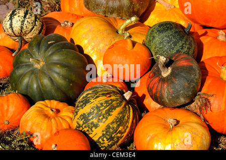 Verschiedene Sorten von Zucchini und Kürbisse. Stockfoto