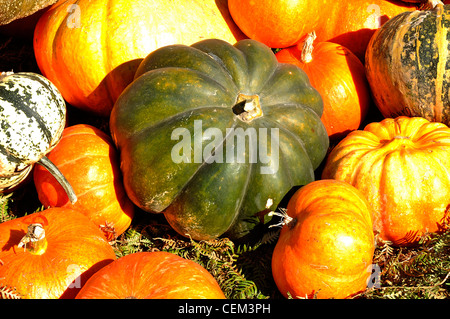 Verschiedene Sorten von Kürbissen und Kürbisse. In der Mitte: squash "Muscade de Provence" (Cucurbita Moschata). Stockfoto