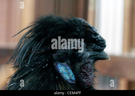 UK Hausgeflügel Gallus Gallus Domesticus Huhn Silkies Silkie Hühner seit mehreren hundert Jahren schon, möglicherweise sie in Indien entstand, vielleicht sogar in China oder Japan. Das Silkie gilt nicht als ein Zwerg im Vereinigten Königreich, sondern als eine große Geflügel leichte Rasse. Seine anhaltende Broodiness ist ein Merkmal der Rasse, und entweder pur oder gekreuzten Rasse bietet zuverlässige Broodies die Eier der großen Geflügel oder Zwerghühner. Stockfoto