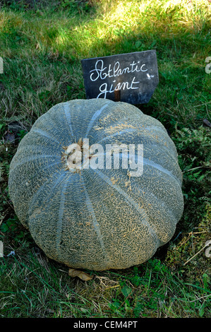 Kürbis, Sorte: 'Atlantic Giant' (Cucurbita Maxima). Stockfoto