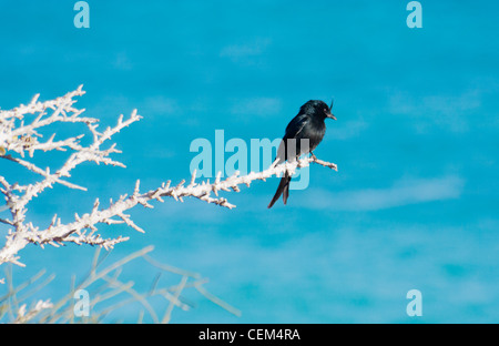 Madagaskar-Drongo (Dicrurus Forficatus), endemische Vogel südwestlichen Madagaskar Stockfoto