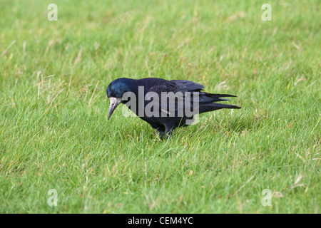 Turm (Corvus Frugilegus). Nahrungssuche unter Grünland Wiese für Wirbellose Tiere, einschließlich Schnake Larve, Drahtwürmer gegründet. Stockfoto