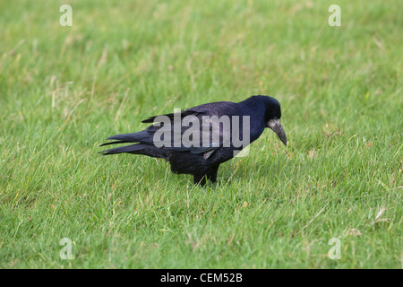 Turm (Corvus Frugilegus). Nahrungssuche unter Grünland Wiese für Wirbellose Tiere, einschließlich Schnake Larve, Drahtwürmer gegründet. Stockfoto