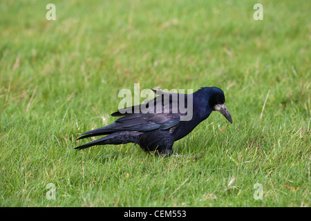 Turm (Corvus Frugilegus). Nahrungssuche unter Grünland Wiese für Wirbellose Tiere, einschließlich Schnake Larve, Drahtwürmer gegründet. Stockfoto