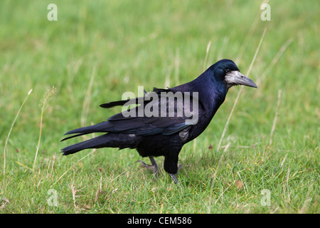 Turm (Corvus Frugilegus). Zu Fuß und auf Futtersuche unter einer Wiese Wiese. Stockfoto