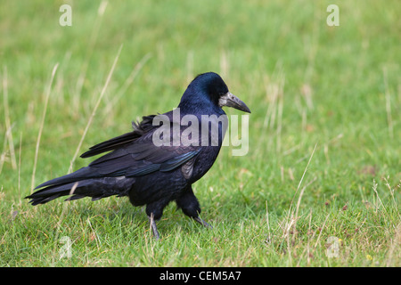 Turm (Corvus Frugilegus). Zu Fuß und auf Futtersuche unter einer Wiese Wiese. Stockfoto