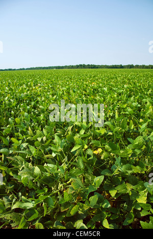 Landwirtschaft - Grossfeld der gesunden Mitte Wachstum Sojabohnen in der grünen Pod-Bühne / nordöstlichen Arkansas, USA. Stockfoto