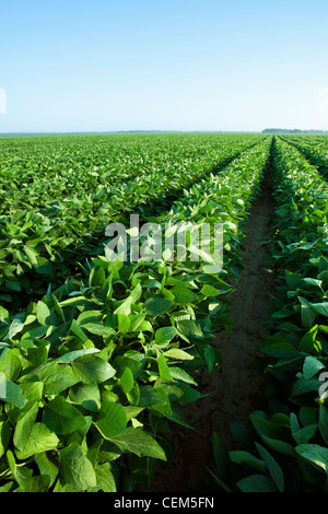 Landwirtschaft - Grossfeld der gesunden Mitte Wachstum Sojabohnen an Spitze Pod, gepflanzt auf Betten auf 38 Zoll Zeilen / Arkansas, USA. Stockfoto