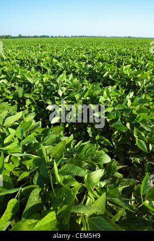 Landwirtschaft - Grossfeld der gesunden Mitte Wachstum Sojabohnen Stadium der Pod-Einstellung / Arkansas, USA. Stockfoto