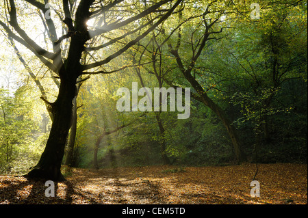 Morgenlicht hinter einer Buche im Wald Ebbor Schlucht, Somerset, UK zu durchbrechen. Stockfoto