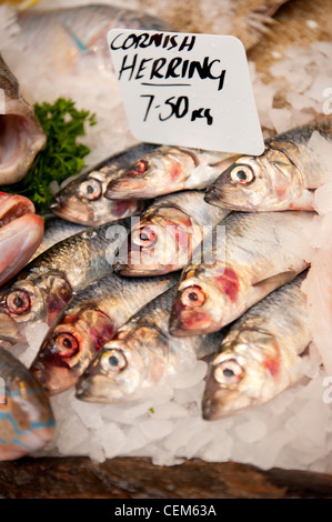 Frische Cornish Hering zum Verkauf an einen Fischhändler Marktstand Stockfoto
