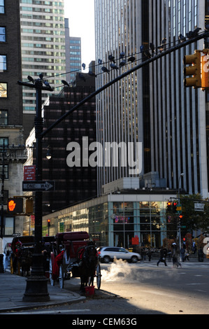 Morgen Sonne Porträt Dampf steigende Straße von geparkten Pferdekutschen, West 59th Street 5th Avenue Grand Army Plaza, New York Stockfoto