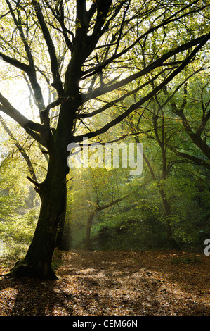 Morgenlicht hinter einer Buche im Wald Ebbor Schlucht, Somerset, UK zu durchbrechen. Stockfoto