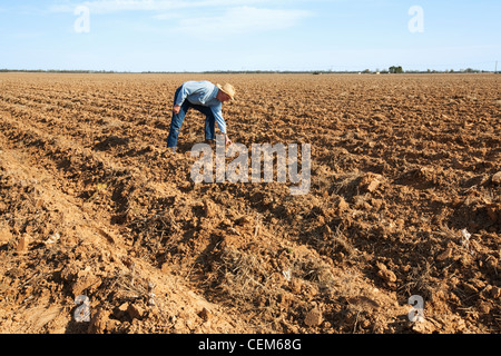 Landwirtschaft - ein Bauer (Züchter) untersucht Bett Boden, die in den kommenden Monaten Baumwolle gepflanzt / England, Arkansas. Stockfoto