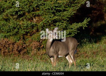 White-tailed Doe im Herbst Stockfoto