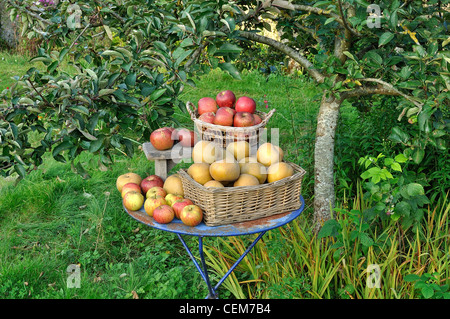 Ernte der Äpfel: Melrose und Reinete Grise du Canada (Suzanne's Garden, Le Pas, Mayenne, Pays de la Loire, Frankreich). Stockfoto