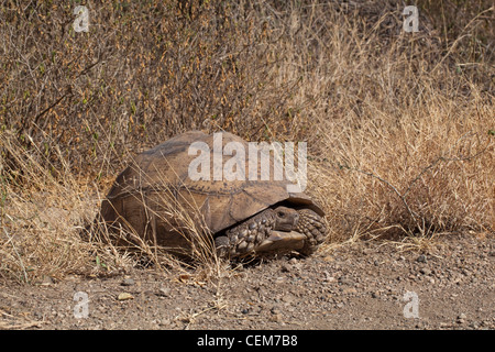 Leopard Schildkröte Stigmochelys (Geochelone) Pardalis Pardalis. Äthiopien. Zweitgrößte wachsenden Schildkröte in Afrika zu finden. Stockfoto