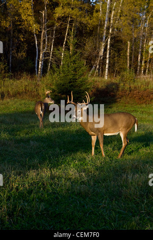 White-tailed Dollar im Herbst Stockfoto