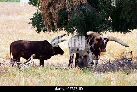 Longhorn Rindern teilen den kühlen Schatten auf einer Ranch in Los Olivos, California. Stockfoto