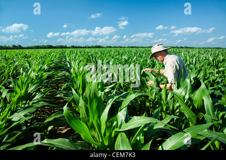 Landwirtschaft - ein Bauer (Züchter) untersucht Mitte Wachstum vor Quaste Bühne Maispflanzen für Schadinsekten und Wachstum Fortschritt / Arkansas Stockfoto