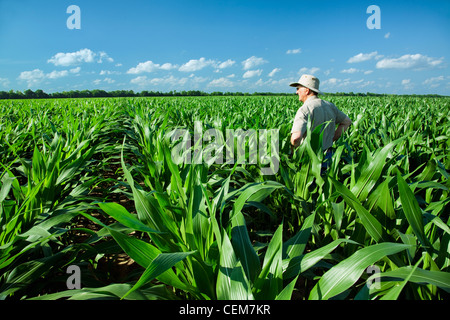 Landwirtschaft - ein Bauer (Züchter) untersucht sein Arbeitsgebiet mid Wachstum vor Quaste Bühne Maispflanzen / in der Nähe von England, Arkansas, USA. Stockfoto