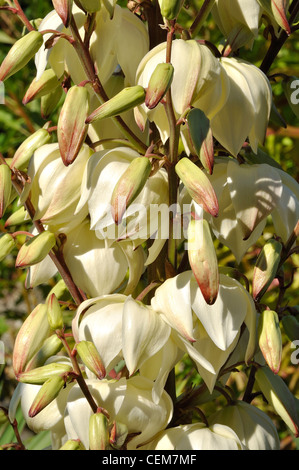 Yucca gloriosa 'Variegata' in der Blüte. Stockfoto