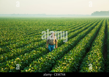 Ein Bauer (Züchter) blickt auf seinem Gebiet und untersucht seine Mitte Wachstum-Soja-Ernte in der Mitte-zu-Ende-Pod Set Stadium / USA. Stockfoto