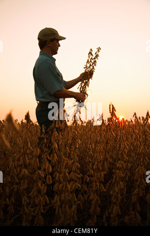 Landwirtschaft - ein Bauer (Züchter) inspiziert seine Reife Ernte bereit von Sojabohnen im Morgengrauen / Arkansas, USA. Stockfoto